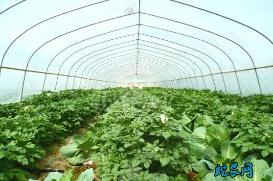 大棚种植蔬菜、大棚种植蔬菜赚钱吗?