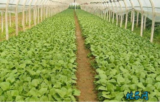 大棚种植蔬菜、大棚种植蔬菜赚钱吗?
