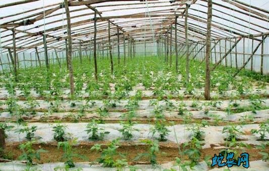 大棚种植蔬菜、大棚种植蔬菜赚钱吗?