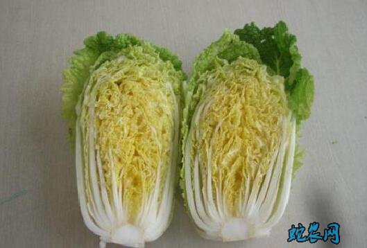 白菜价格最新行情、2020年白菜多少钱一斤?
