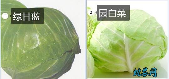 绿甘蓝、绿甘蓝和圆白菜的区别?