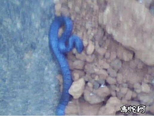 蓝色钩盲蛇图片、有蓝色钩盲蛇吗？