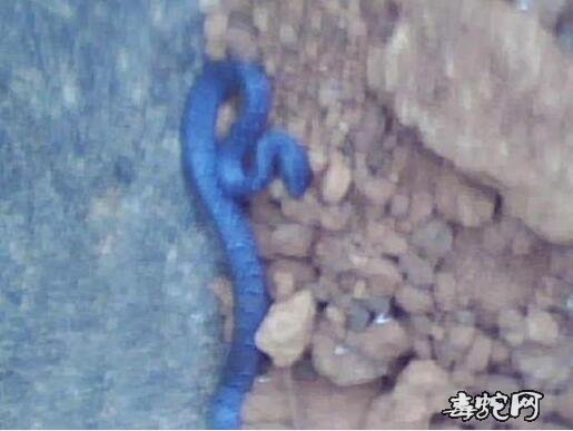 蓝色钩盲蛇图片、有蓝色钩盲蛇吗?