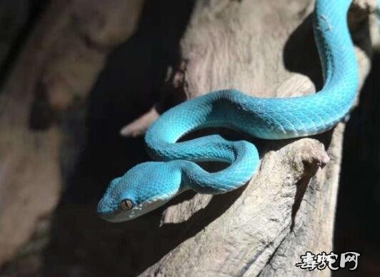 蓝色钩盲蛇图片、有蓝色钩盲蛇吗？