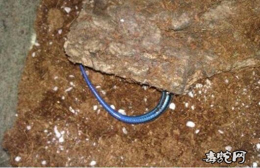蓝色钩盲蛇图片、有蓝色钩盲蛇吗?