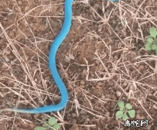 蓝色钩盲蛇图片、有蓝色钩盲蛇吗?