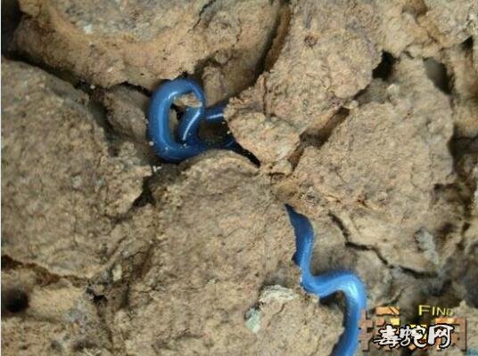 蓝色钩盲蛇图片、有蓝色钩盲蛇吗?