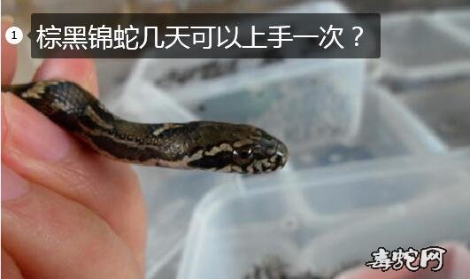 棕黑锦蛇几天可以上手一次?