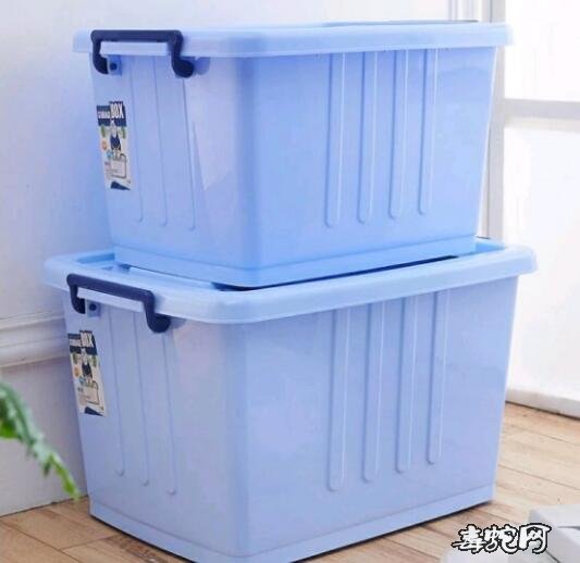 棕黑锦蛇图片、棕黑锦蛇饲养步骤图分享!
