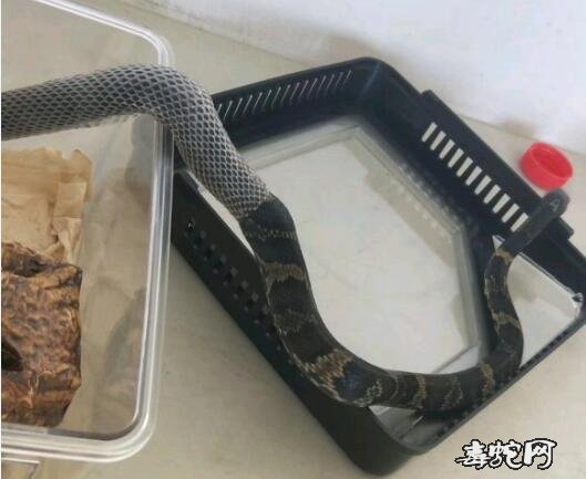 棕黑锦蛇图片、棕黑锦蛇饲养步骤图分享!