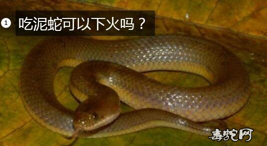 吃泥蛇可以下火吗?