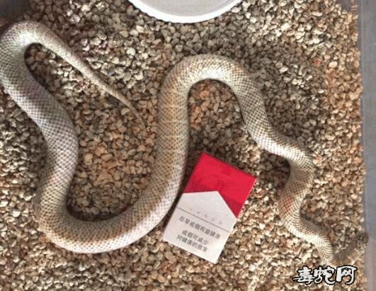 布鲁克王蛇价格、布鲁克王蛇多少钱一条?