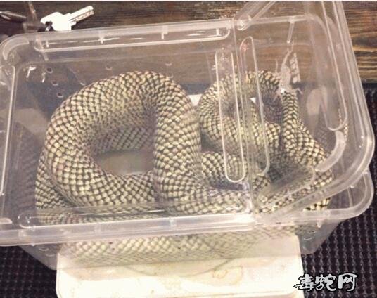 布鲁克王蛇价格、布鲁克王蛇多少钱一条?