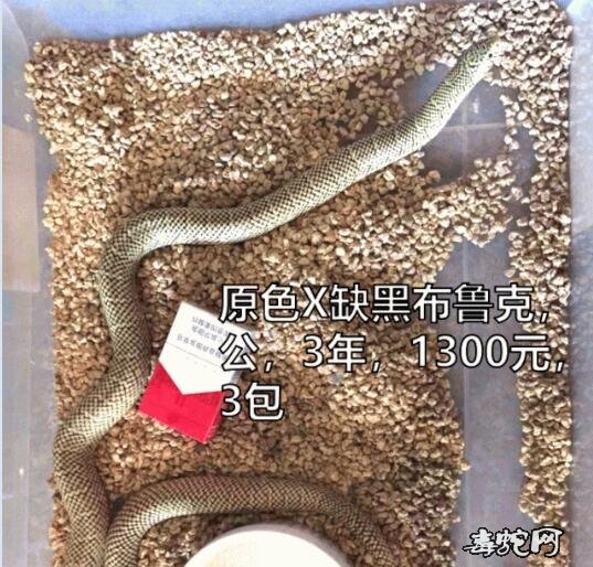 布鲁克王蛇价格、布鲁克王蛇多少钱一条？