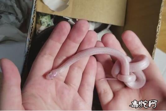 布鲁克王蛇价格、布鲁克王蛇多少钱一条?