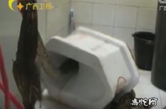 3.5米巨蟒钻进马桶!男子上厕所被咬住下体惨不忍睹!
