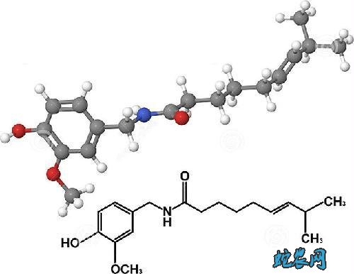 辣椒素、辣椒素的功效与作用