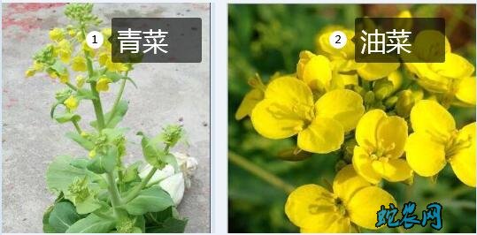 油菜和青菜、油菜和青菜的区别?是一种菜吗?