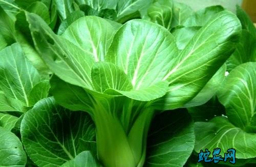 油菜和青菜、油菜和青菜的区别?是一种菜吗?