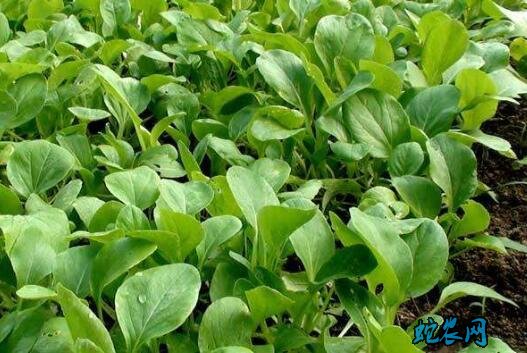 油菜和青菜、油菜和青菜的区别?是一种菜吗?