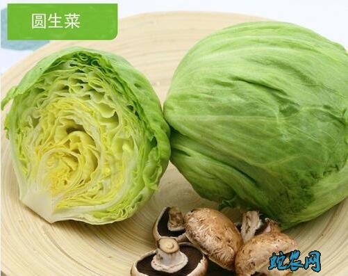 圆生菜、圆生菜和生菜区别?