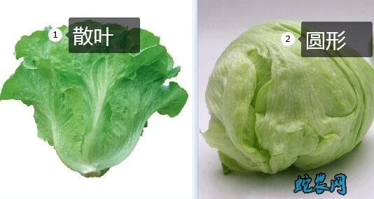 圆生菜、圆生菜和生菜区别?