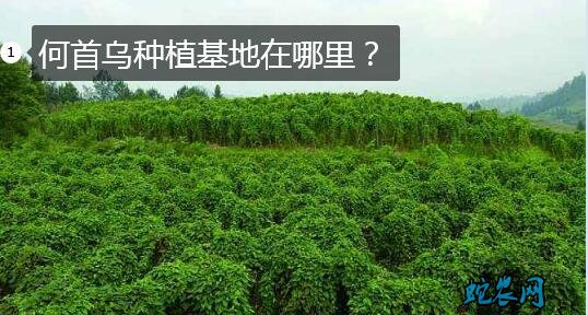 何首乌种植基地