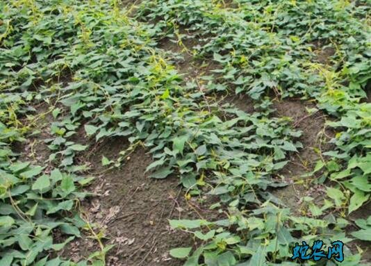 何首乌种植基地