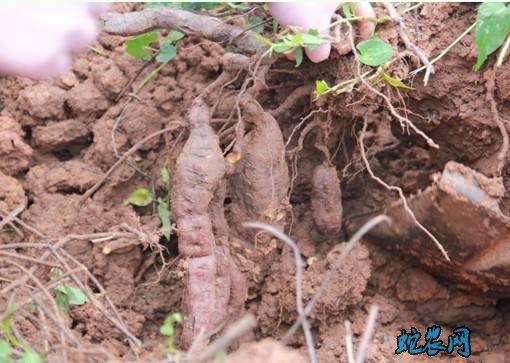 何首乌种植基地