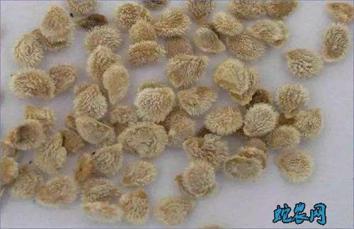 番茄种子、番茄种子怎么种植?
