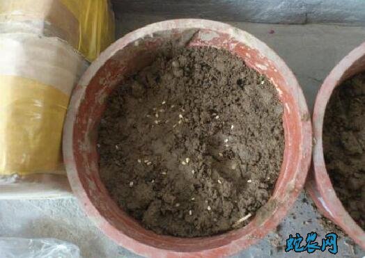 番茄种子、番茄种子怎么种植?