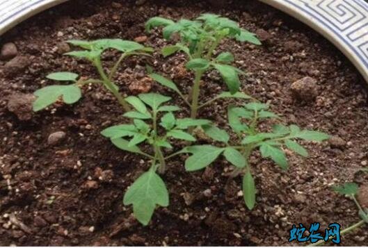 番茄种子、番茄种子怎么种植?