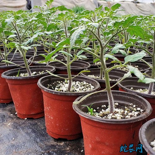 番茄种子、番茄种子怎么种植?