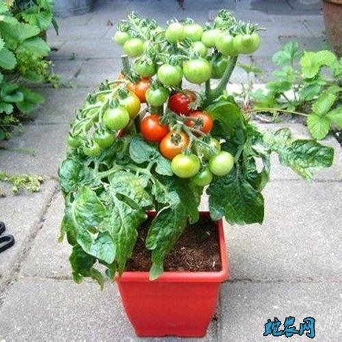 番茄种子、番茄种子怎么种植？