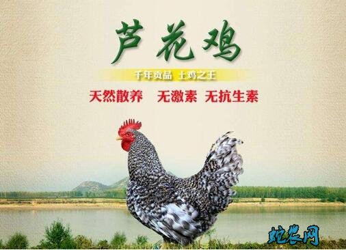 2020年6月14日芦花鸡价格行情、今日芦花鸡多少钱一斤?