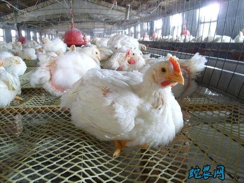 2020年6月14日肉鸡价格行情、今日肉鸡多少钱一斤?
