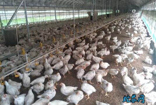 2020年6月14日817肉杂鸡价格行情、今日817肉杂鸡多少钱一斤?