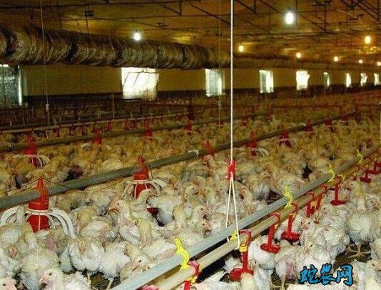 2020年6月14日817肉杂鸡价格行情、今日817肉杂鸡多少钱一斤?