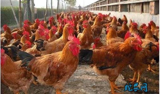 2020年6月14日肉杂鸡价格行情、今日肉杂鸡多少钱一斤?