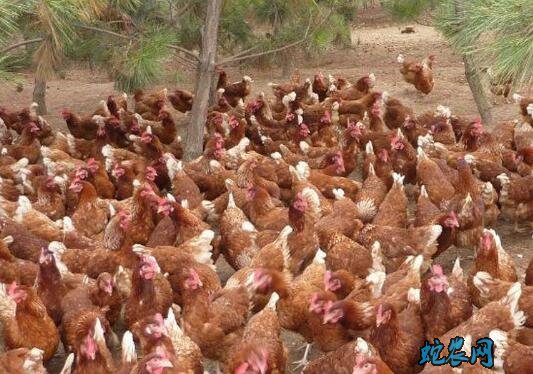2020年6月14日肉杂鸡价格行情、今日肉杂鸡多少钱一斤?