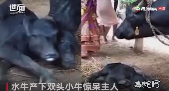 双头牛!印度一水牛产下罕见双头牛!两个脑袋五官俱全!