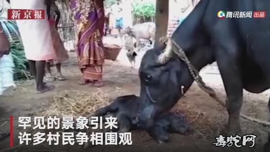 双头牛!印度一水牛产下罕见双头牛!两个脑袋五官俱全!
