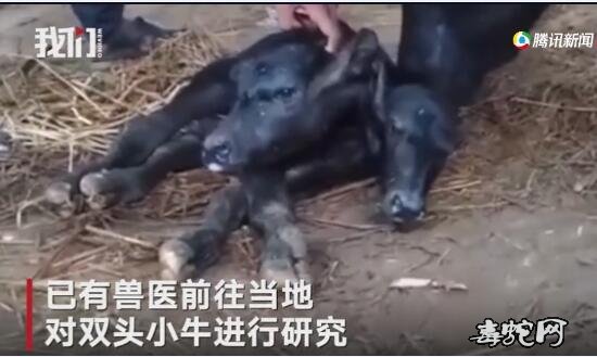 双头牛!印度一水牛产下罕见双头牛!两个脑袋五官俱全!