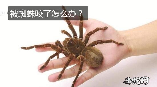 被蜘蛛咬了怎么办?