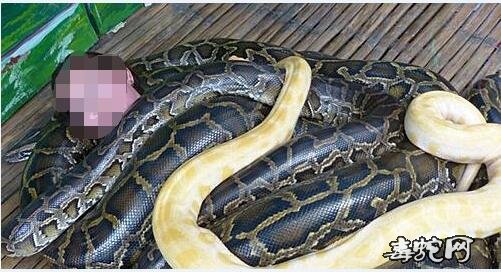 上海杨浦公园墙角处发现两条蟒蛇！其中一条黄金蟒！