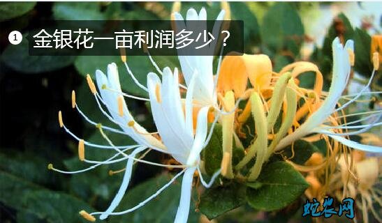 金银花一亩利润多少?