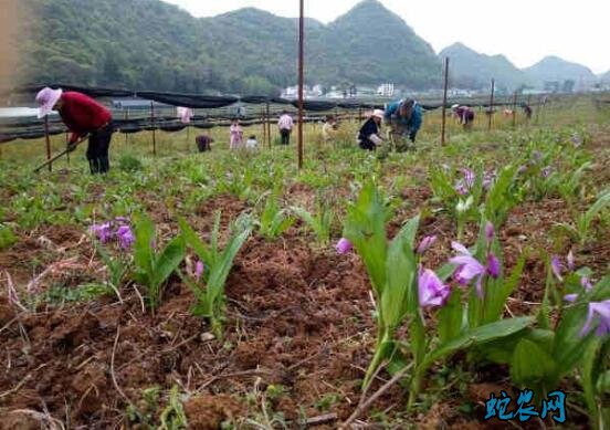 白芨的种植成本？