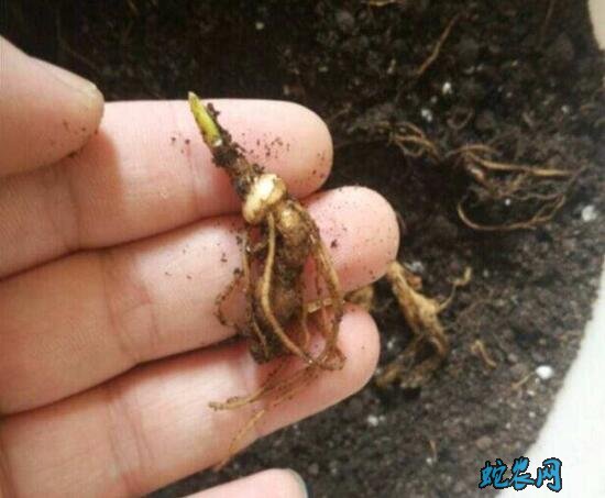 人参种子哪里卖?