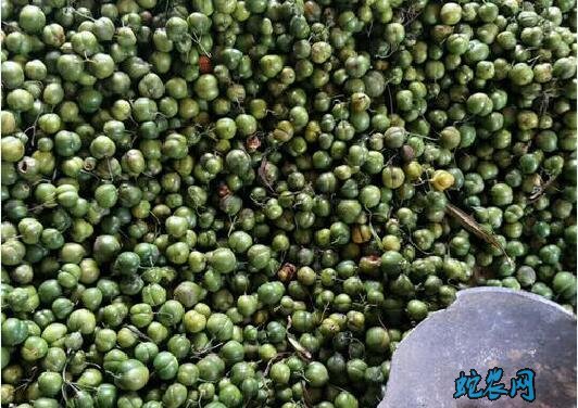 黄精种子、黄精种子育苗技术?