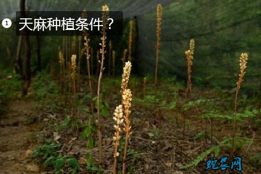 天麻种植条件？